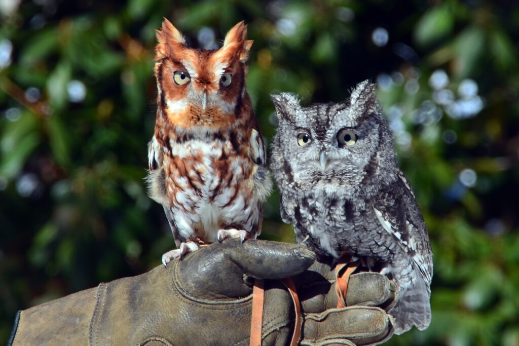 Eastern Screech Owls