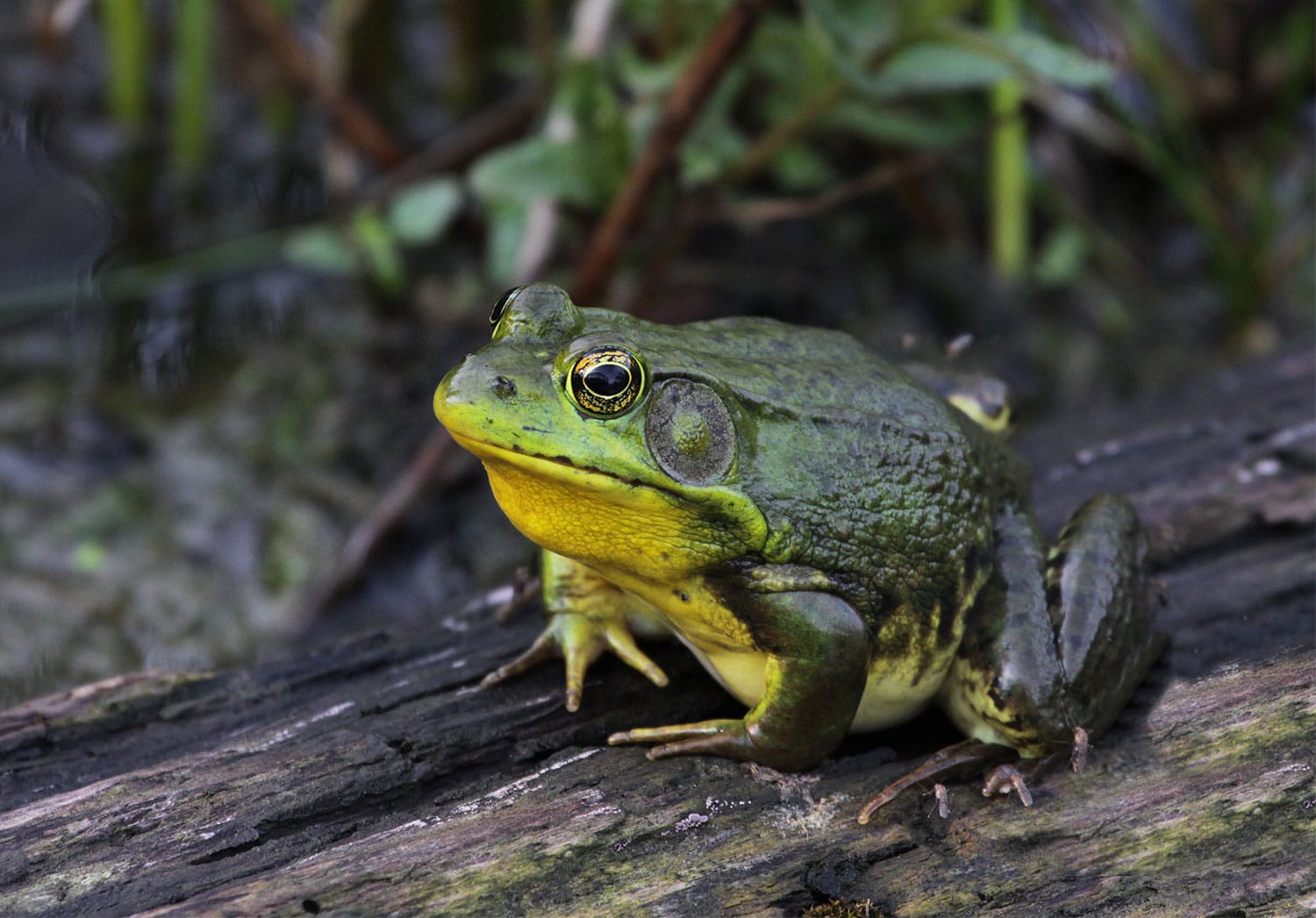 American Bullfrog on Long Island