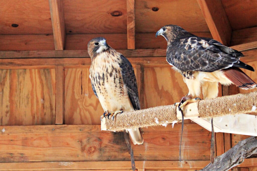 Red Tailed Hawks