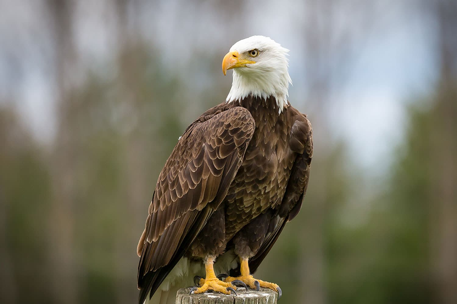 Bald Eagle on Long Island