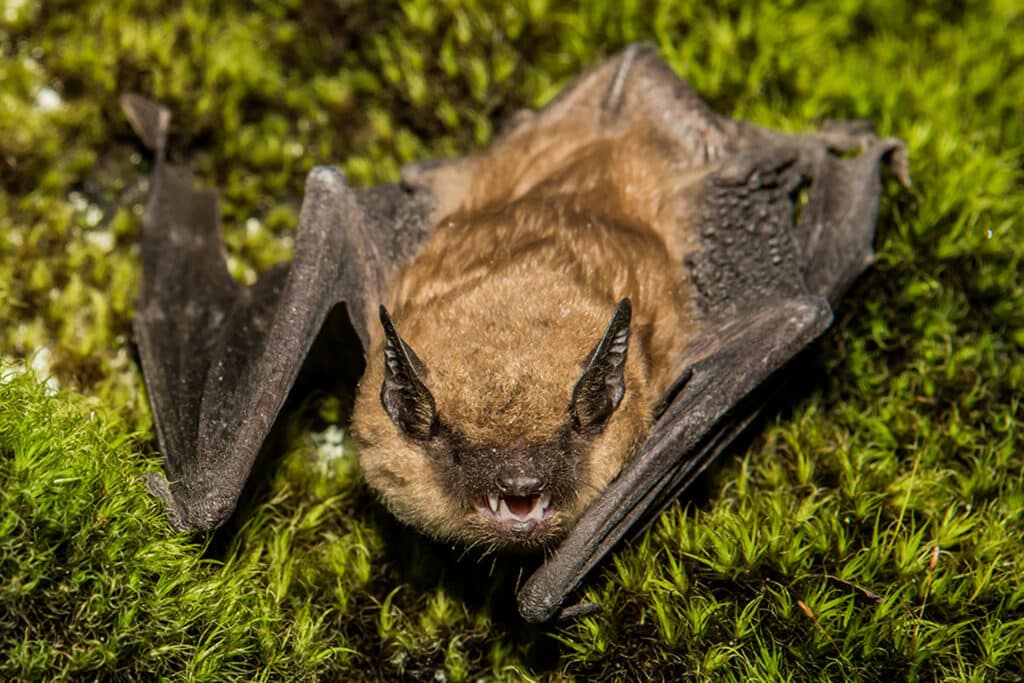 Big Brown Bat On Long Island