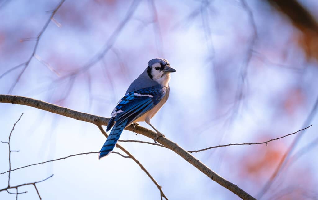 Blue Jays On Long Island