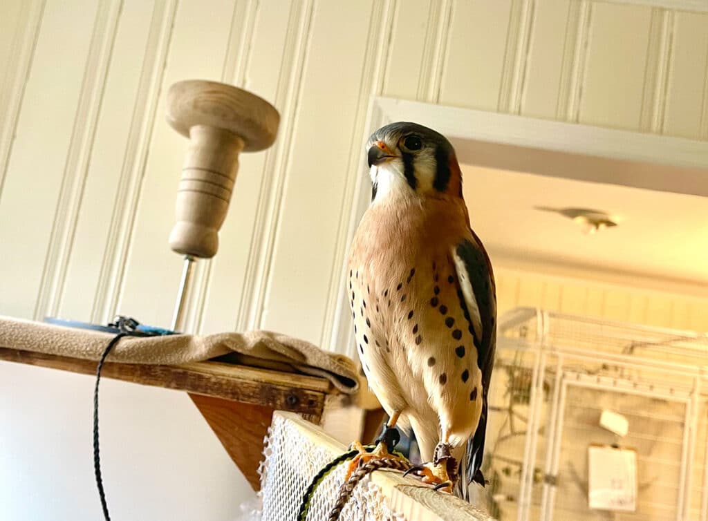 Charlie American Kestrel