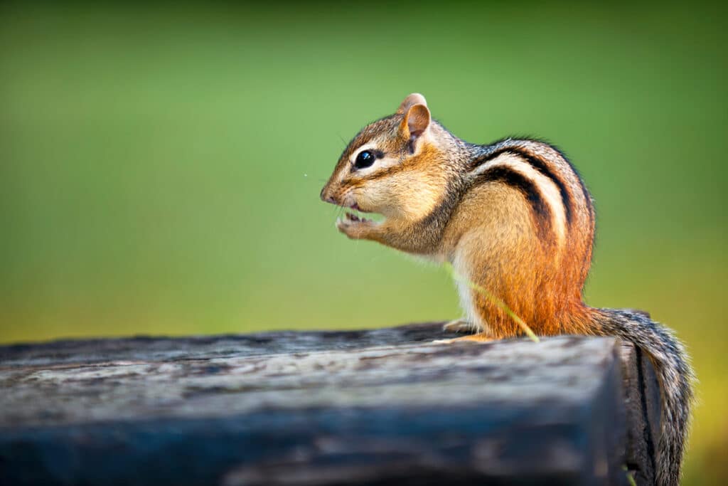 Chipmunk On Long Island
