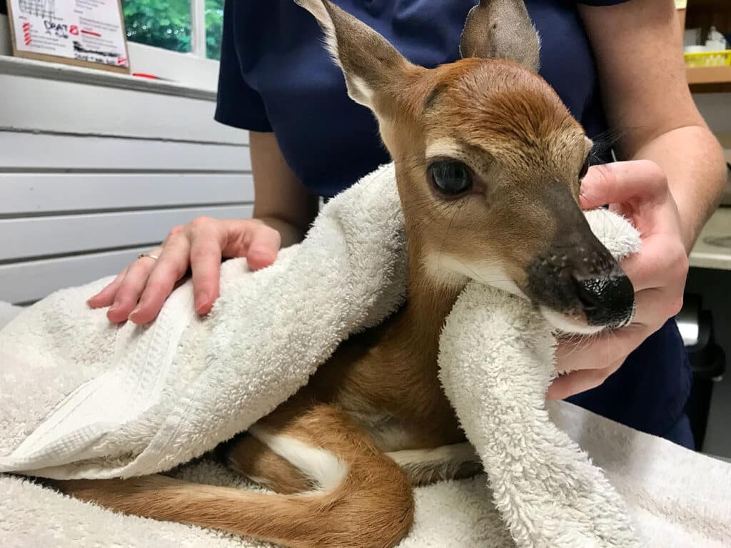 Baby Deer Rescue- Wildlife Center Of Long Island