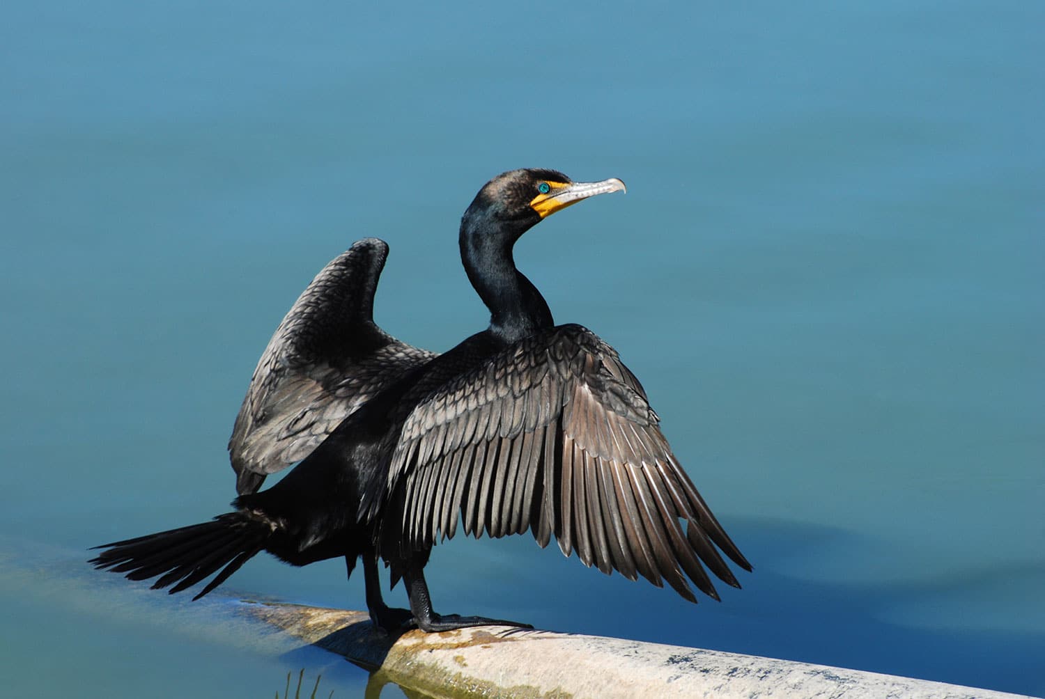 Double Crested Cormorant on Long Island