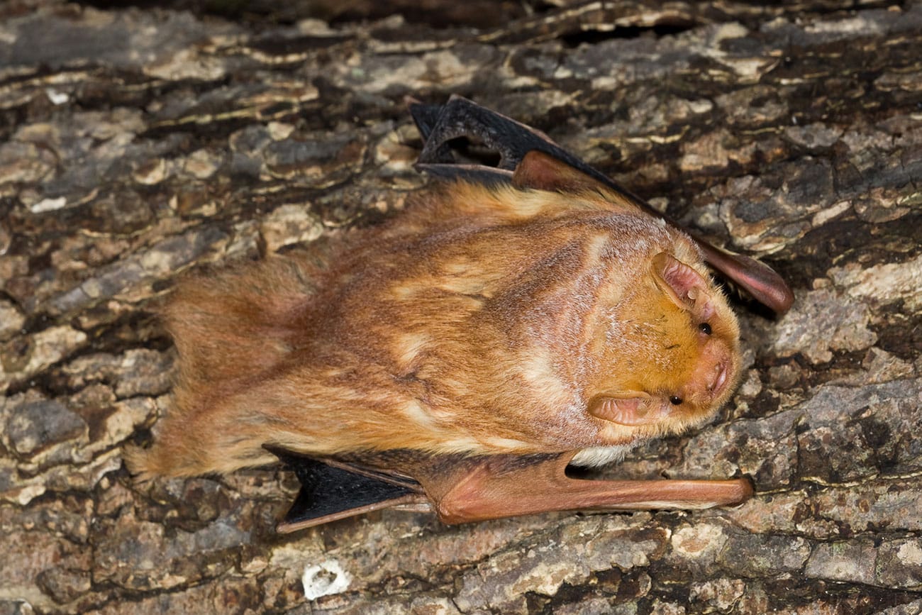 Eastern Red Bat on Long Island