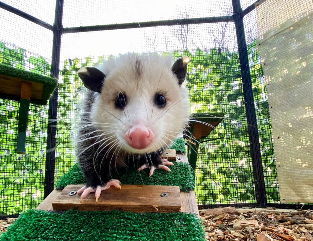 Fig Opossum