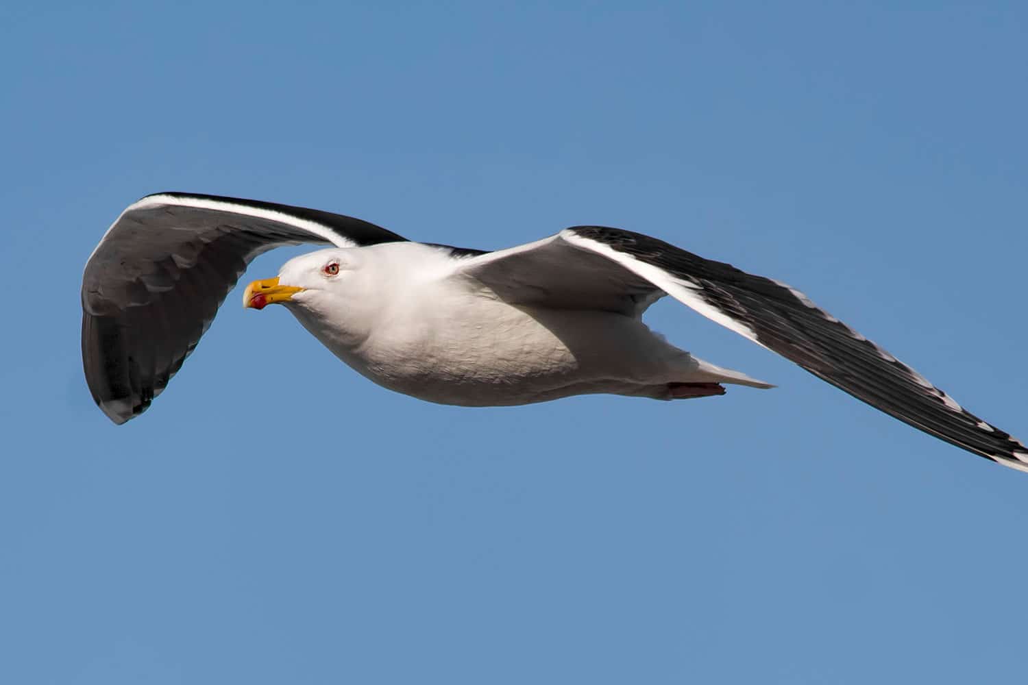 Great Black Backed Gull on Long Island