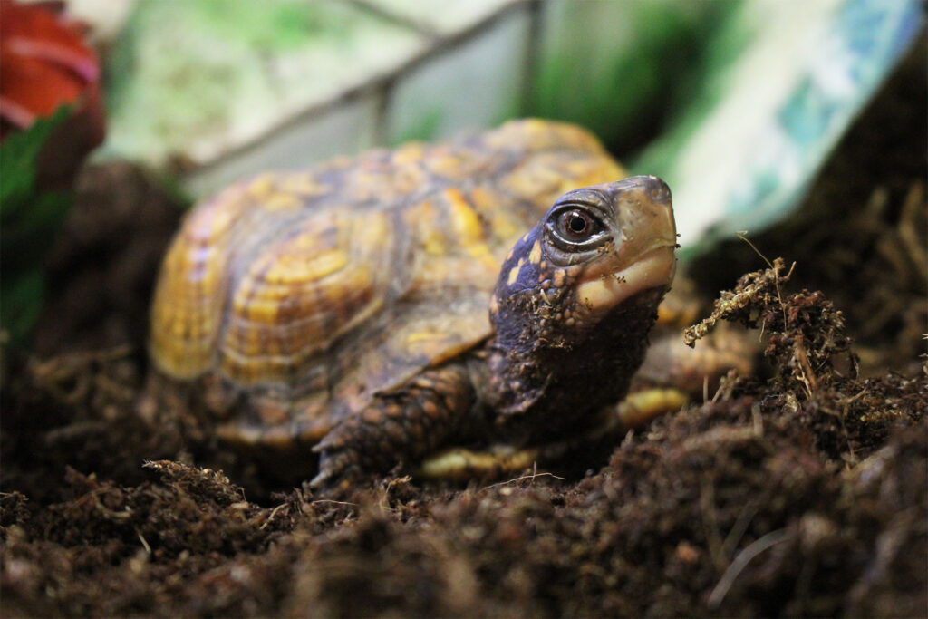 Hatch Eastern Box Turtle