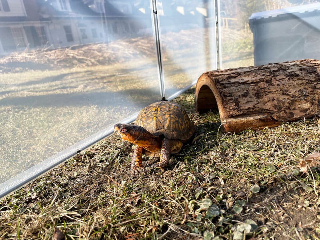 Hercules Eastern Box Turtle