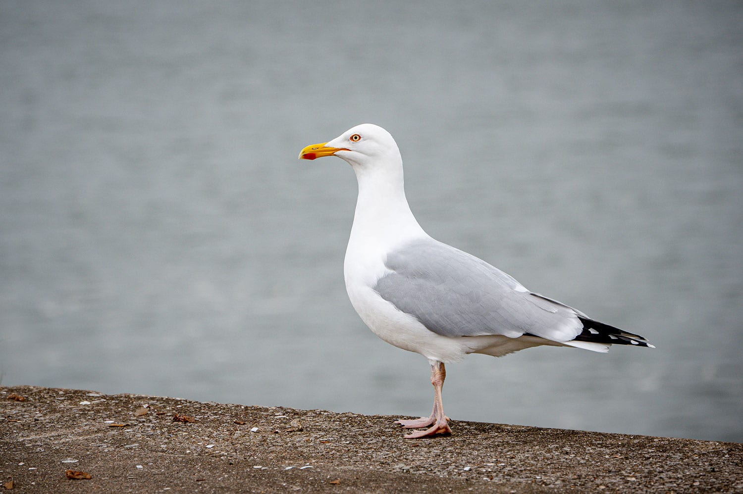 Herring Gull on Long Island