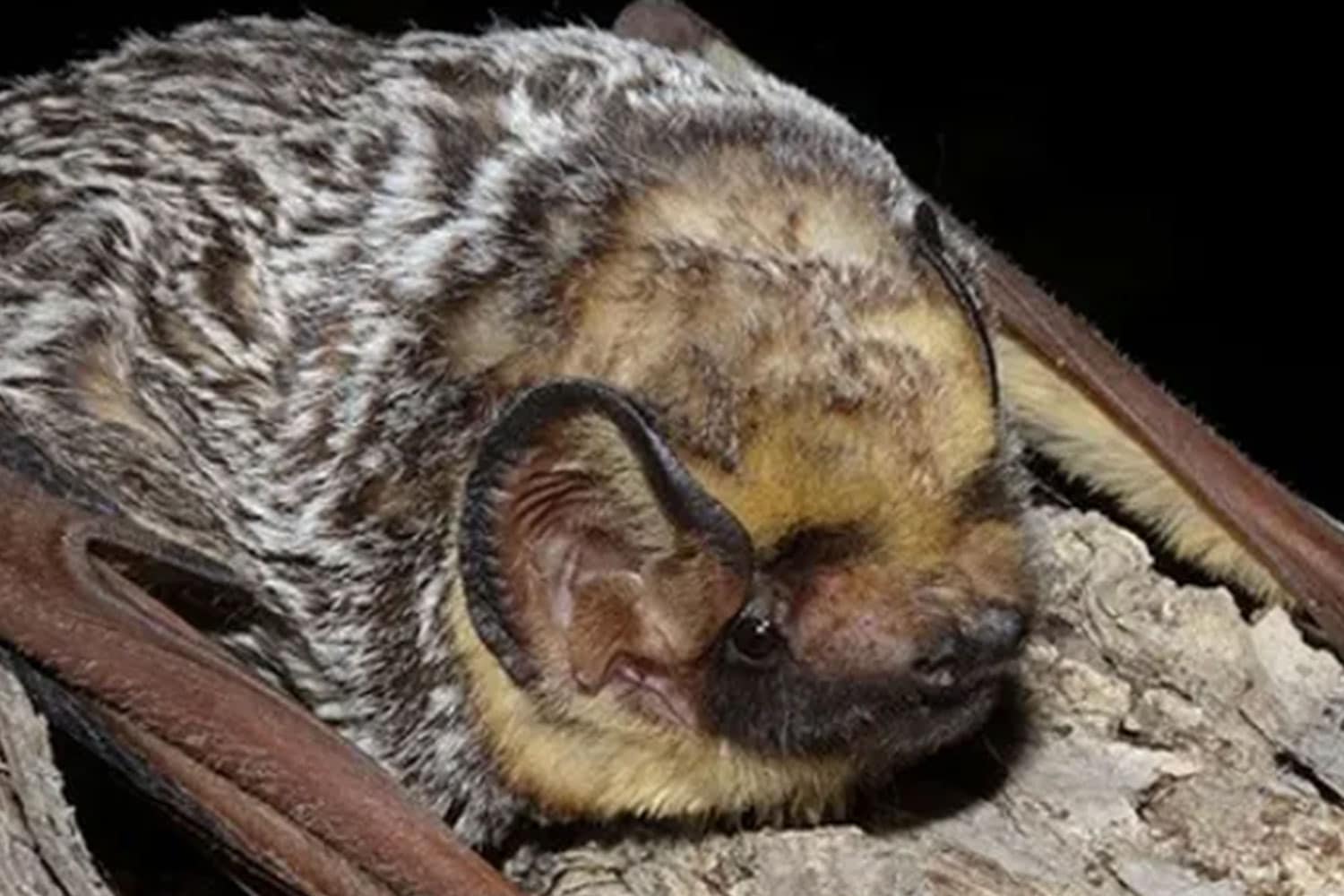 Hoary Bat on Long Island