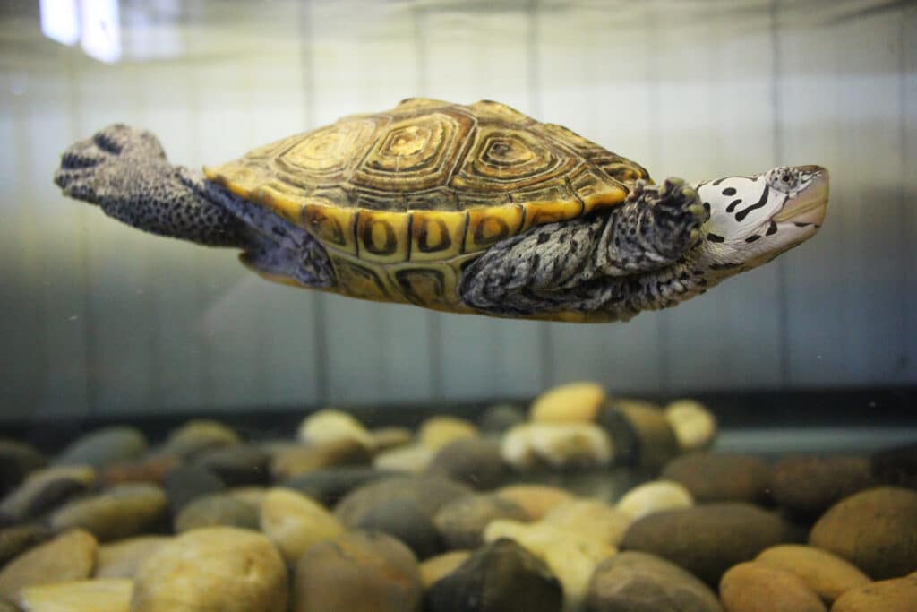 Jasper Diamondback Terrapin