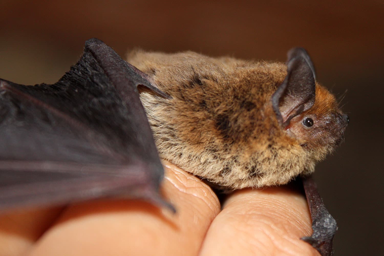 Little Brown Bat on Long Island