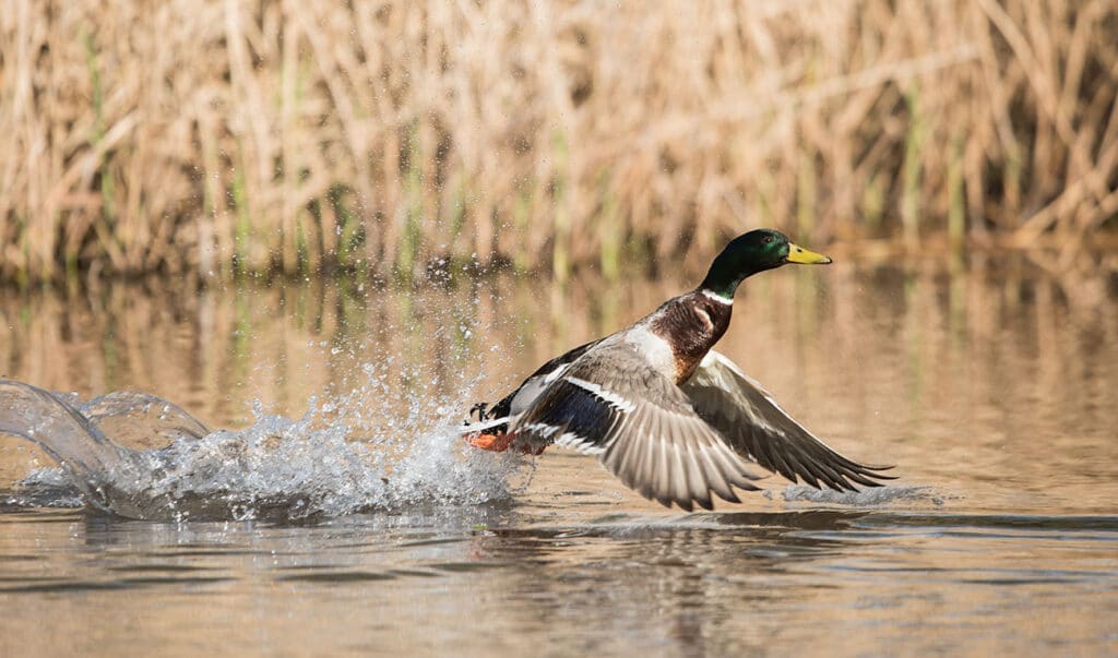 Mallard Duck On Long Island