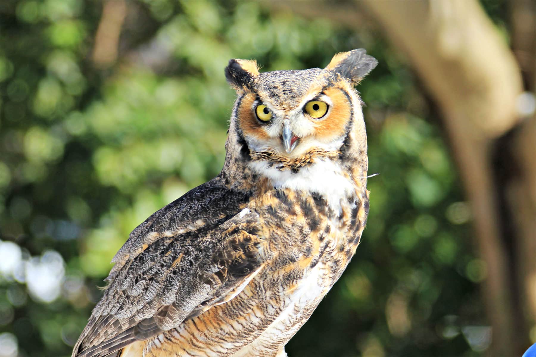 Marcus Great Horned Owl