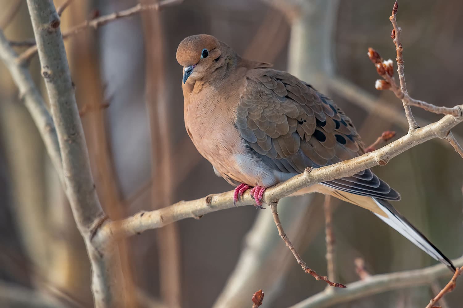 Mourning Dove on Long Island