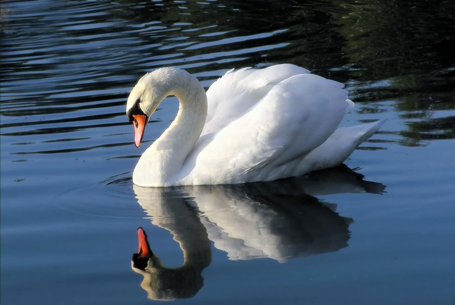 Mute Swan on Long Island