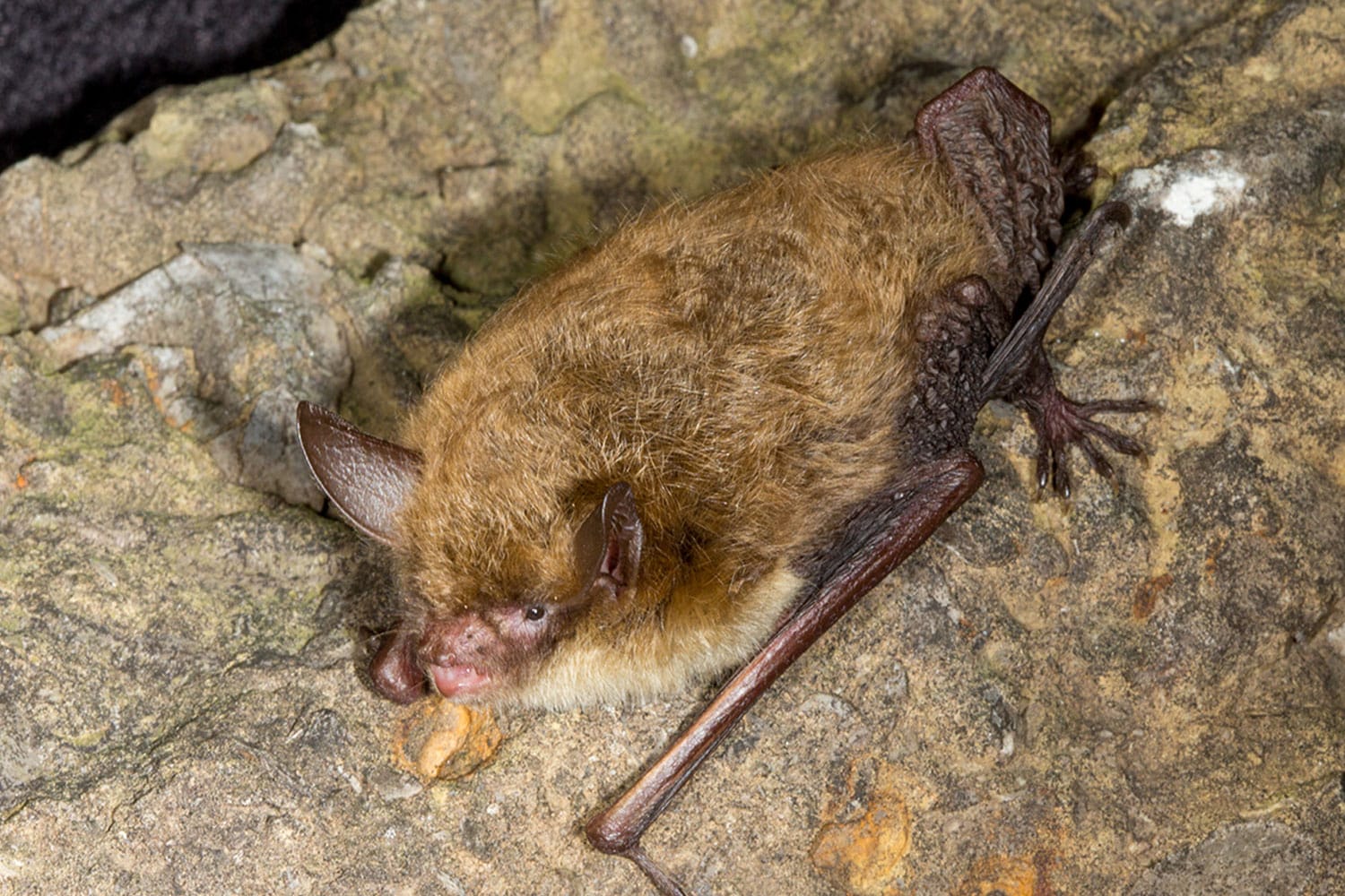 Northern Long Eared Bat on Long Island
