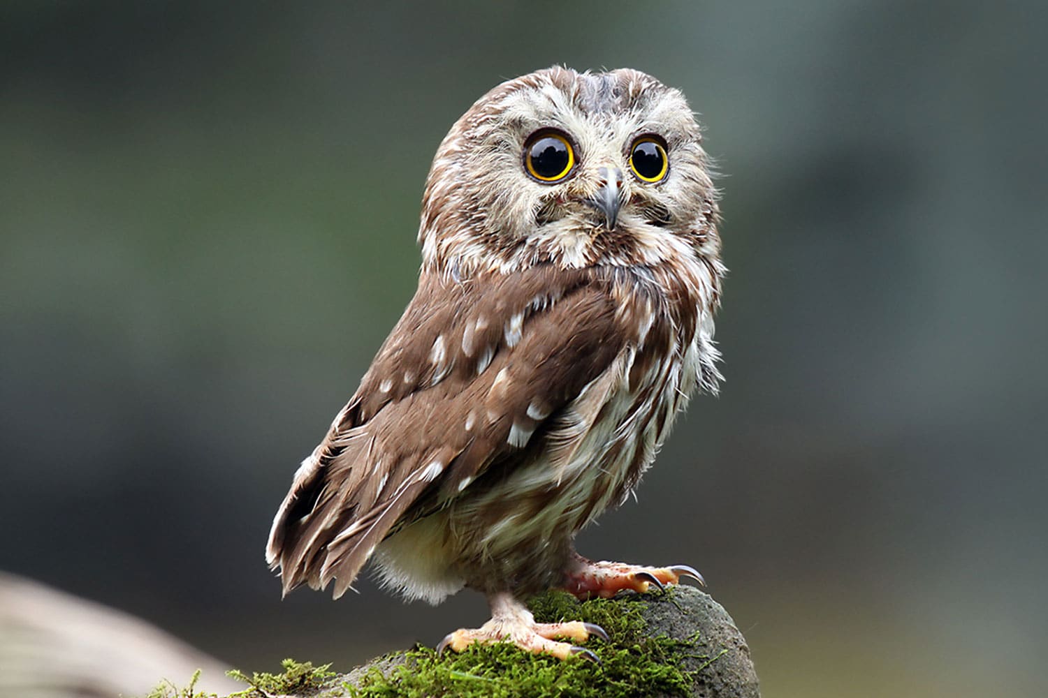 Northern Saw Whet Owl on Long Island