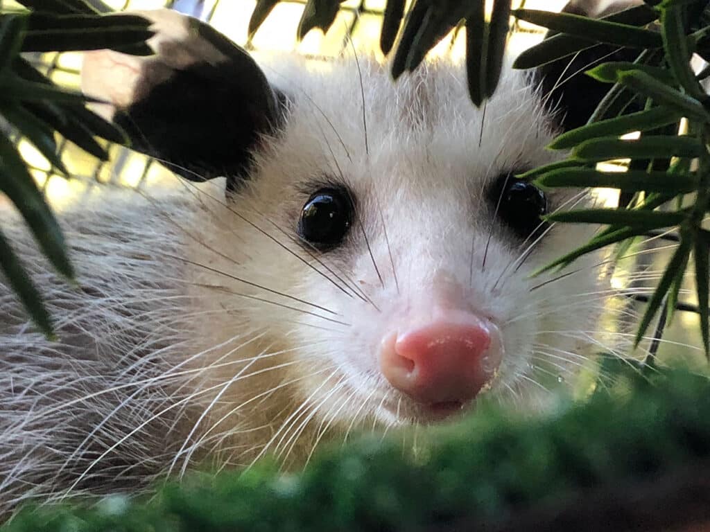 Baby Opossum Rescue - Wildlife Center Of Long Island