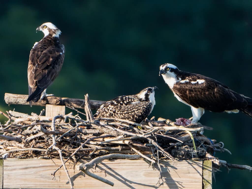 Osprey Rescue - Wildlife Center Of Long Island