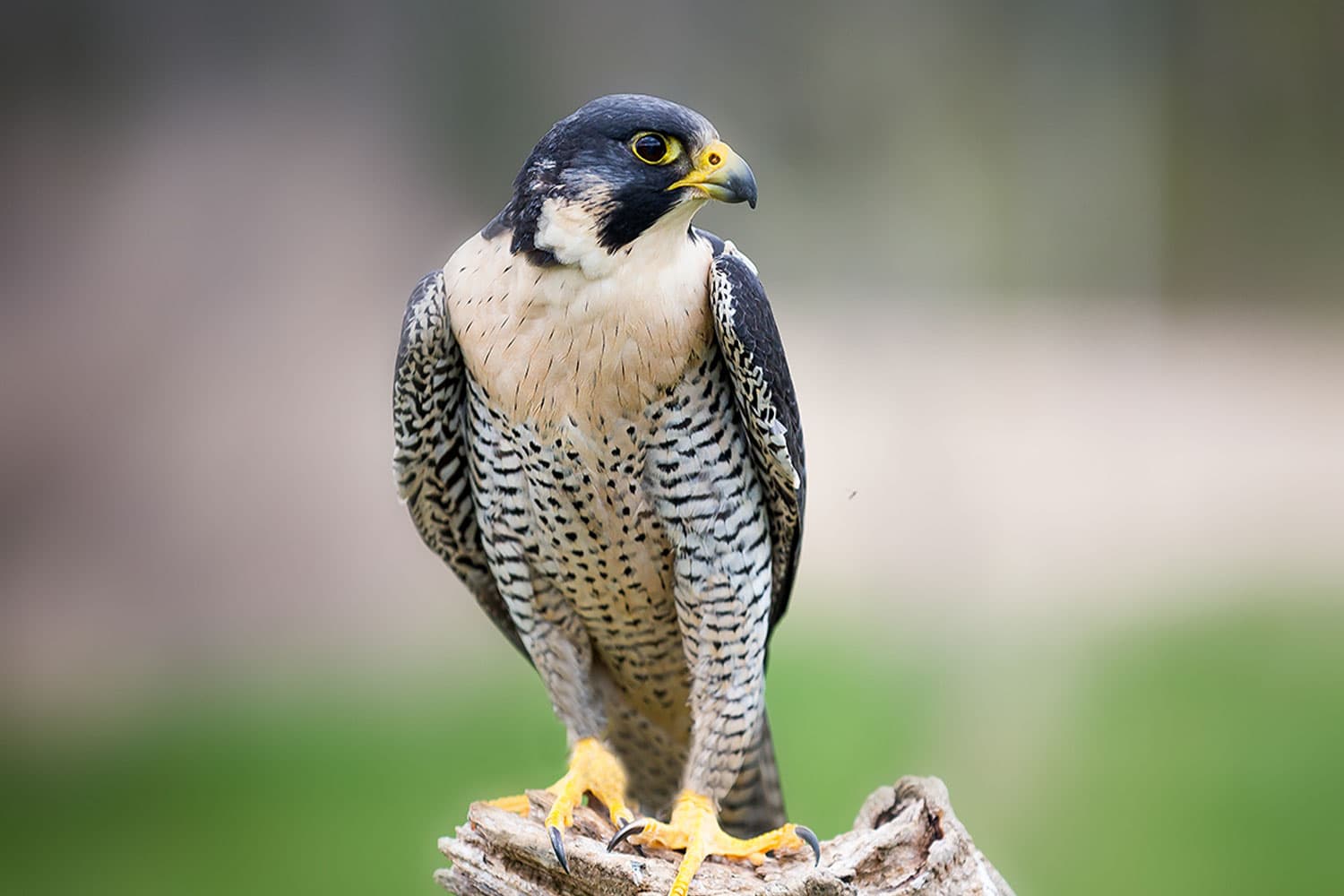 Peregrine Falcon on Long Island
