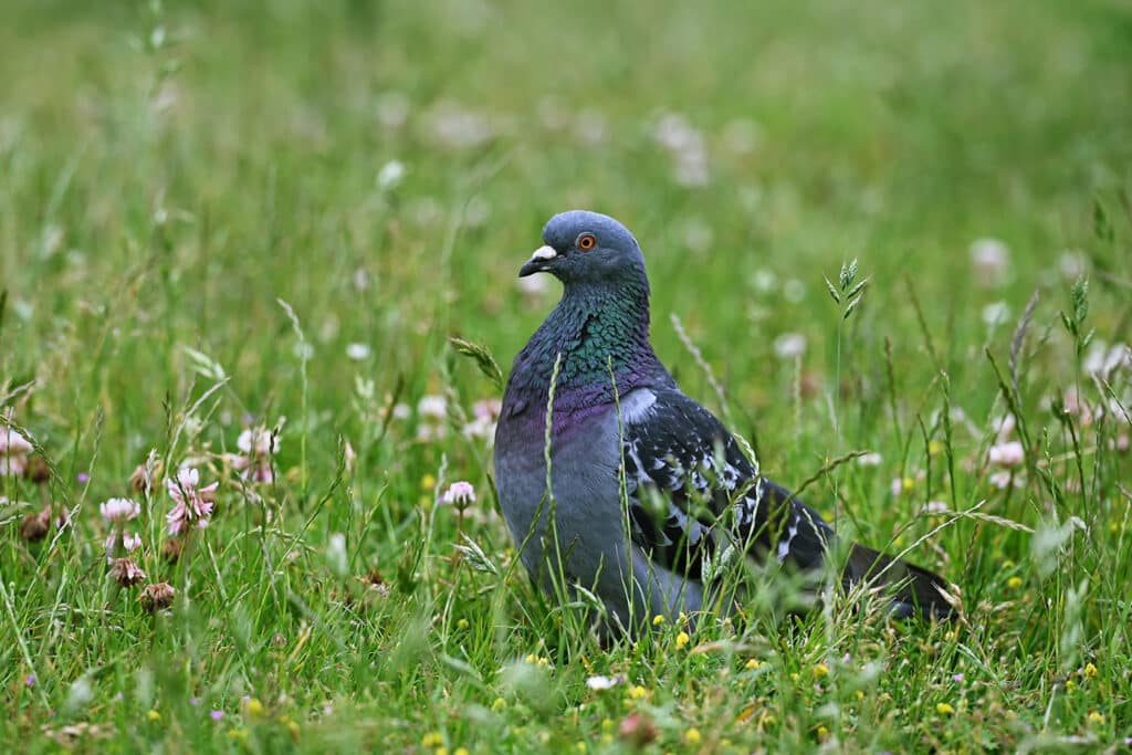 Pigeons On Long Island