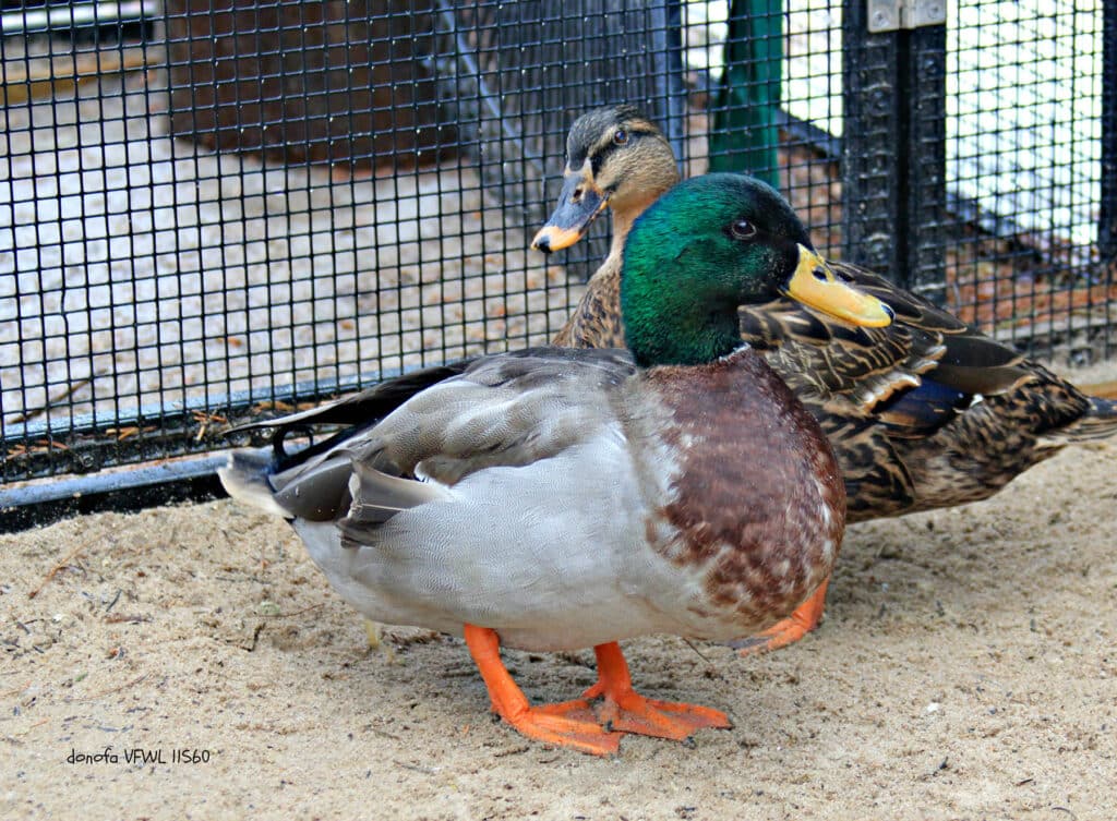 Ping Mallard Duck