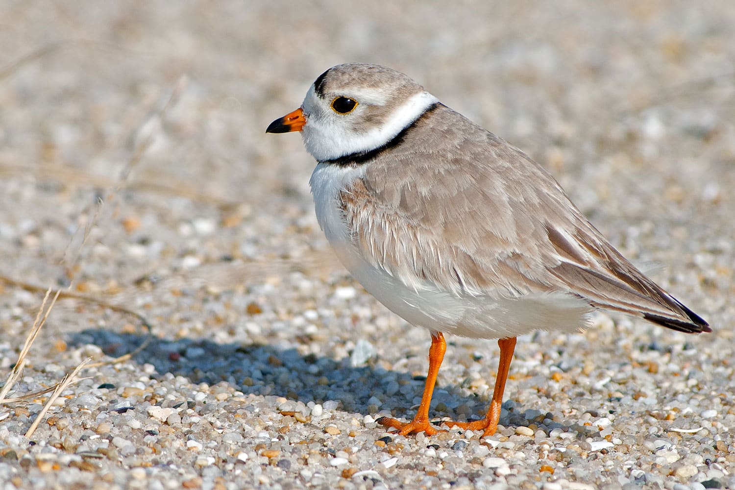 Piping Plover on Long Island