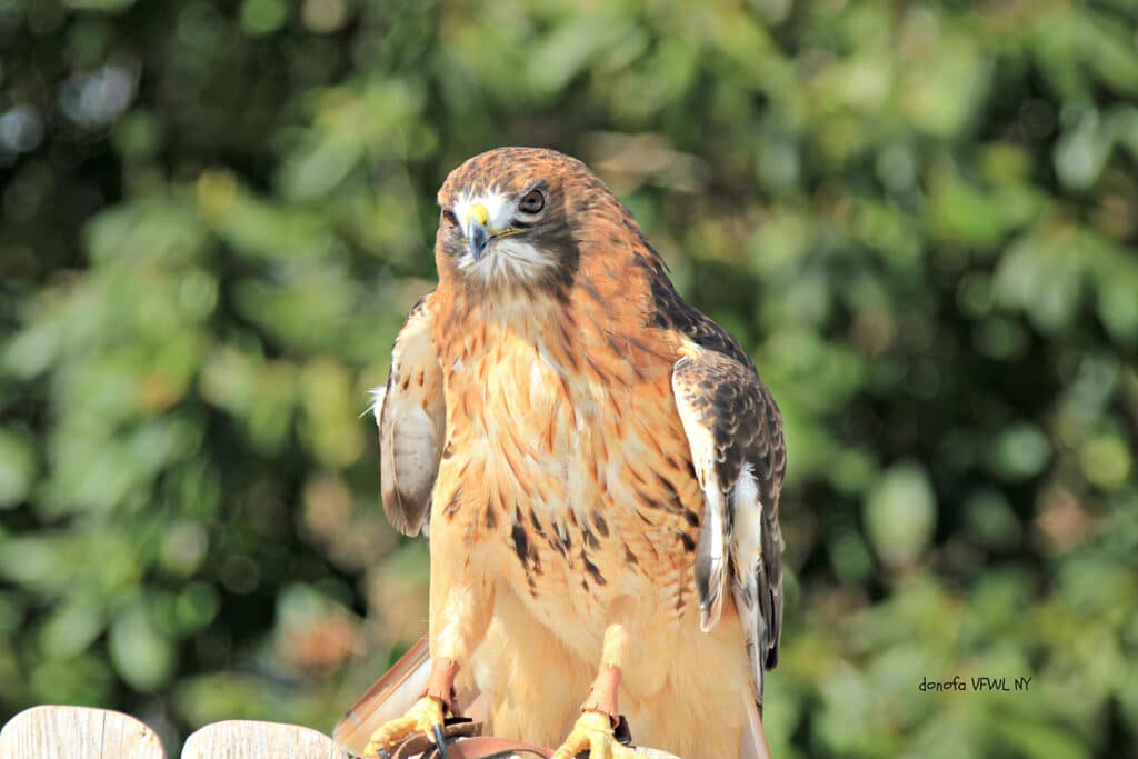 Red Tail Hawk On Long Island
