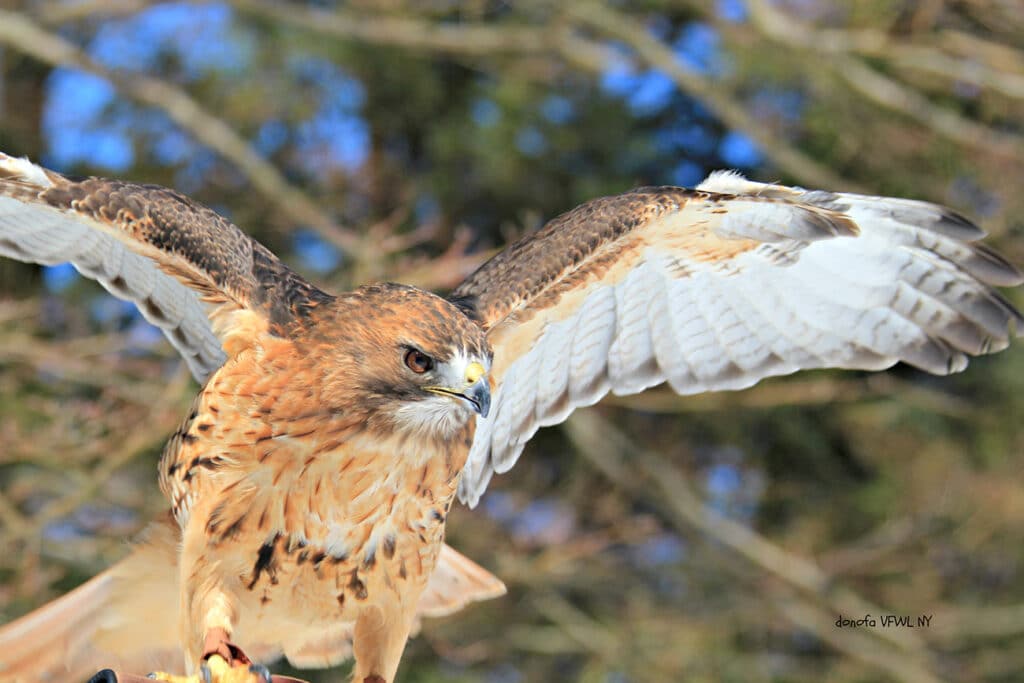 Red Tail Hawks On Long Island