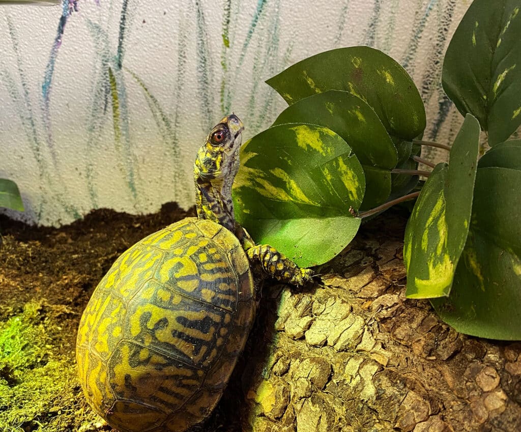 Rosie Eastern Box Turtle