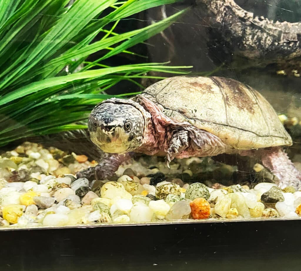 Sheldon Common Musk Turtle
