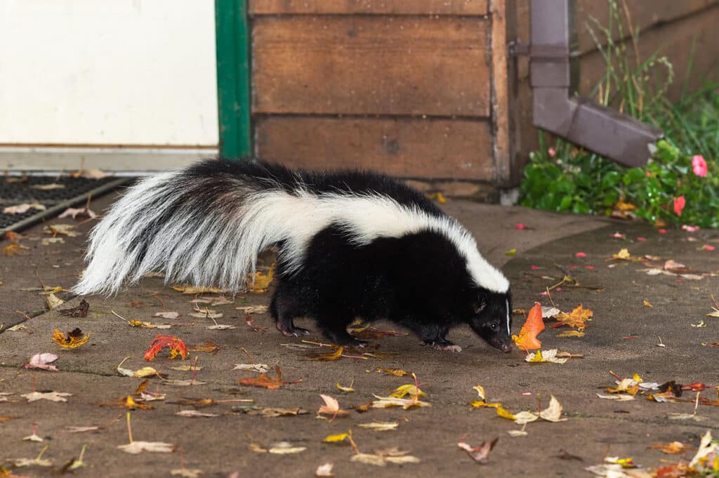 Skunk On Long Island