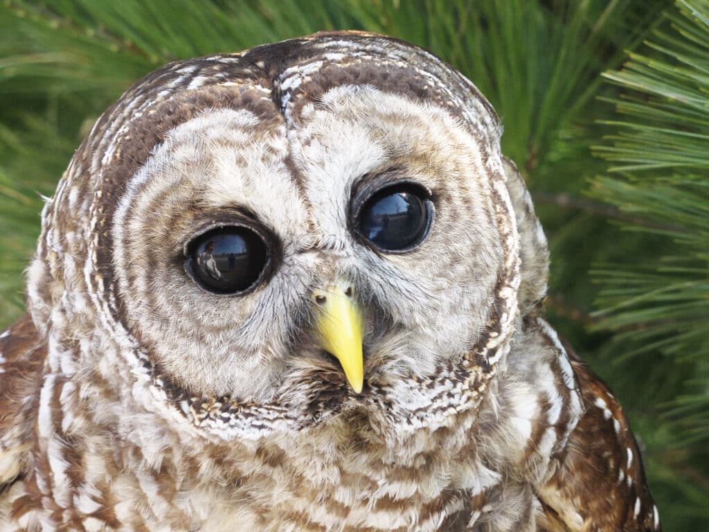 Solomon Barred Owl