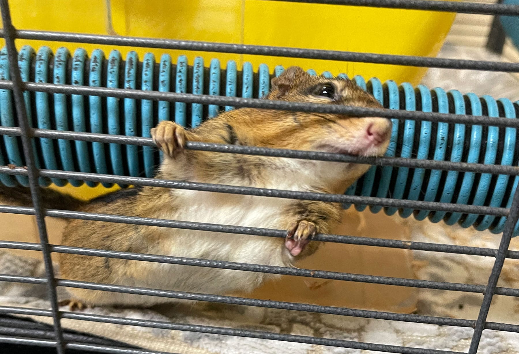 Stash Wildlife Center of Long Island