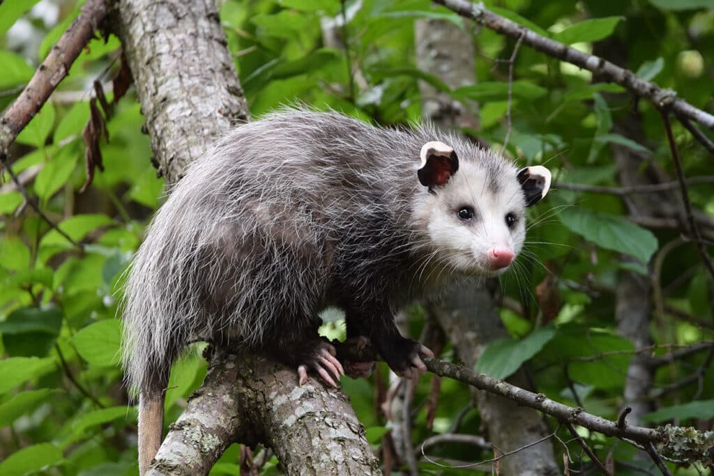Virginia Opossum On Long Island