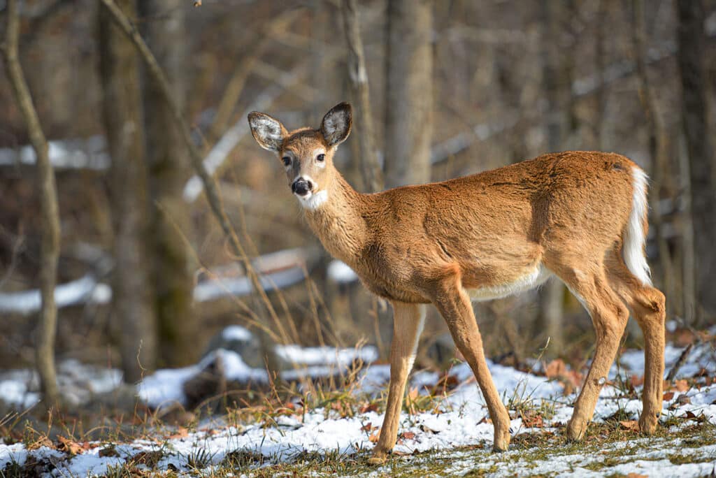 White Tailed Deer On Long Island