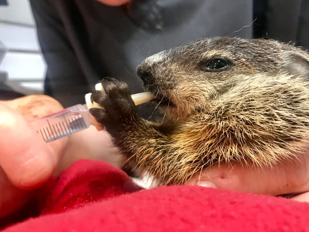 Woodchuck Rehabilitation On Long Island