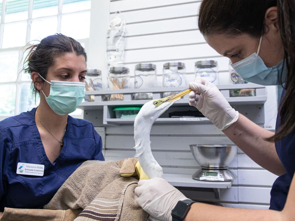 Wildlife Rehabilitation Internship