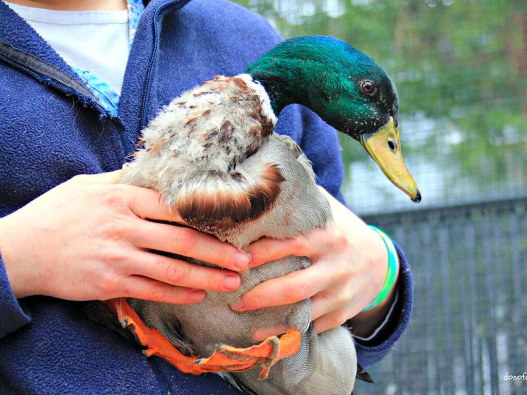 Duck Rescue On Long Island