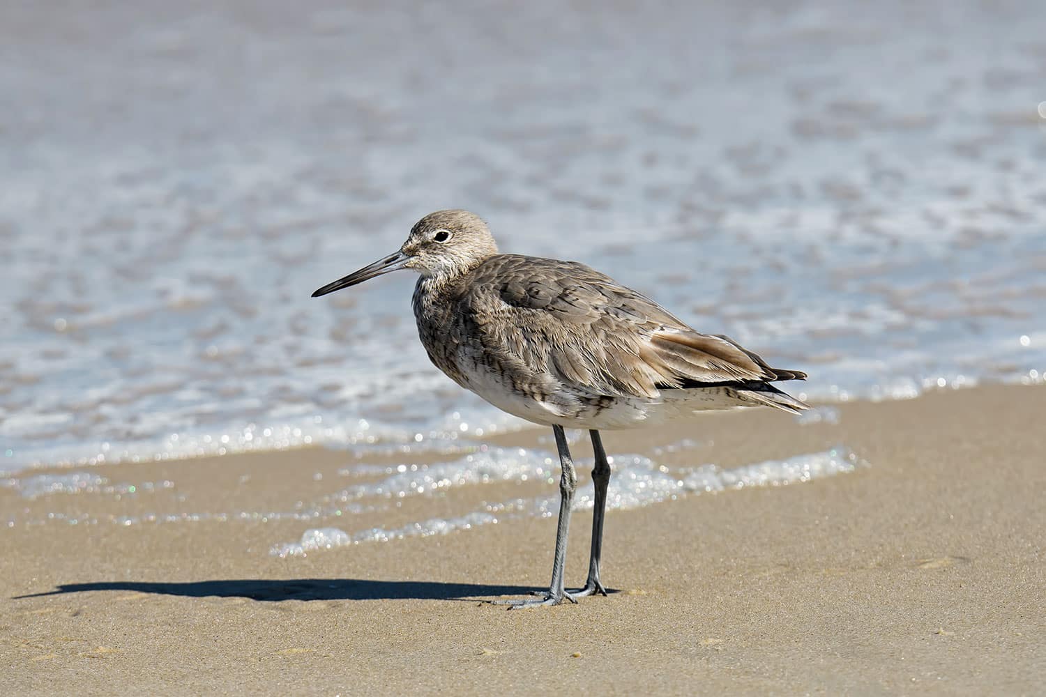Willet on Long Island