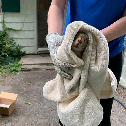 Wrap Animal In Towel