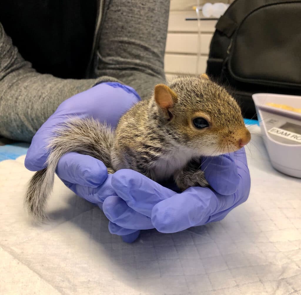 Baby Squirrel Rehabilitation