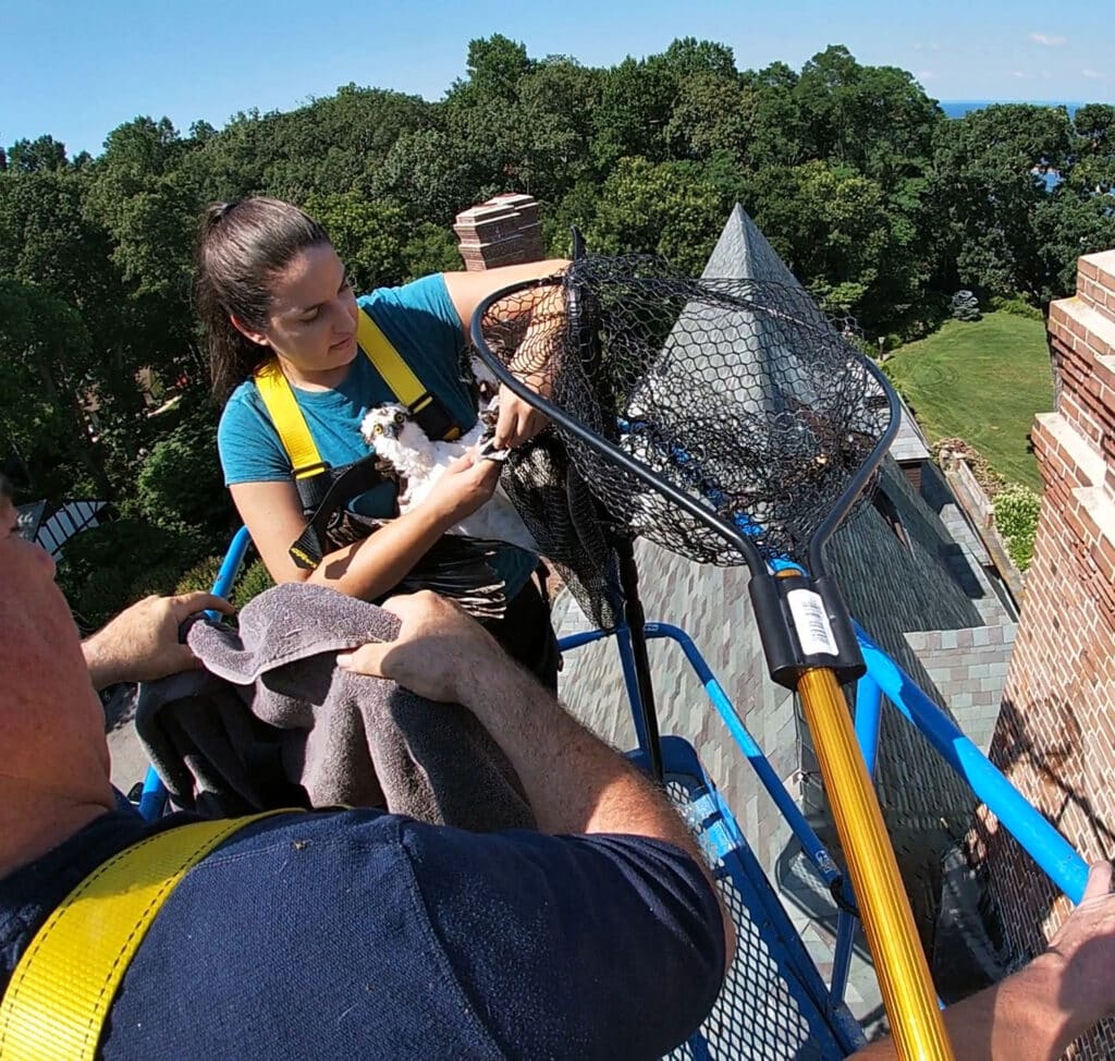 Wildlife Rescue On Long Island