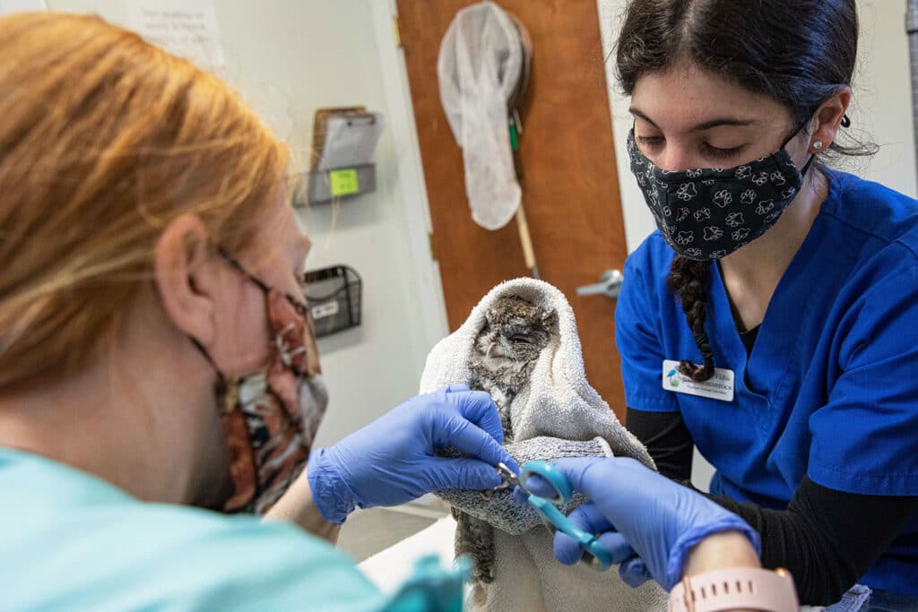 Wildlife Rehabilitation On Long Island