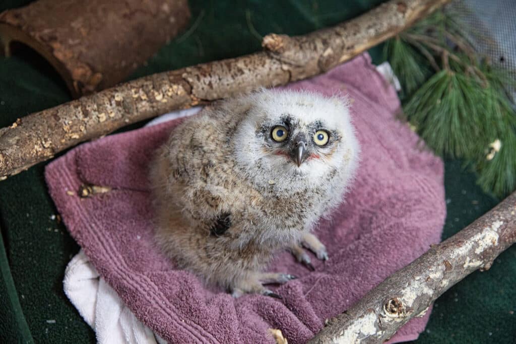 Baby Owl Rescue - Wildlife Center Of Long Island