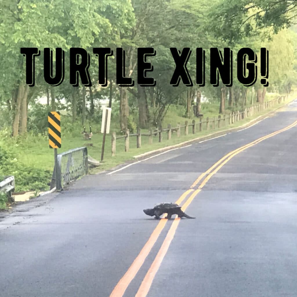 Turtle Xing